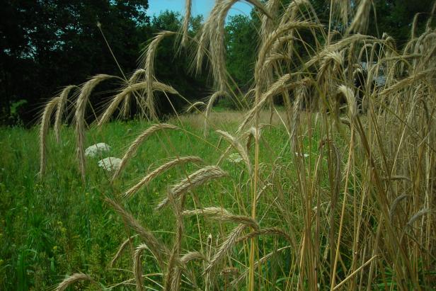 Winter Rye Grass Cover Crop