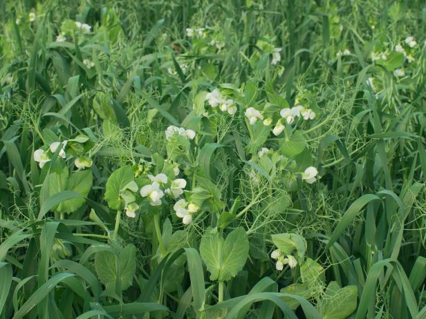 Peas and Oats Cover Crop