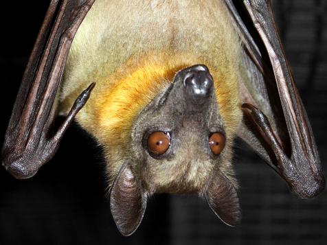 Yes, You Want to Attract Bats to Your Yard and Here's Why