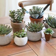 Small Succulent Plants Add Color to a Wood Dining Table