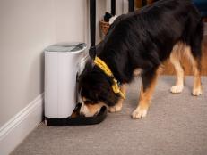 Dog eating food from pet feeder bowl
