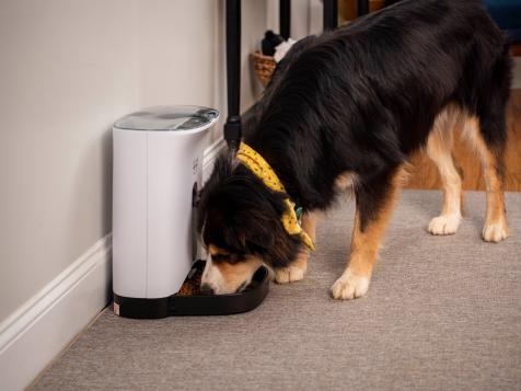 I Tested Amazon's Best-Selling Automatic Pet Feeder