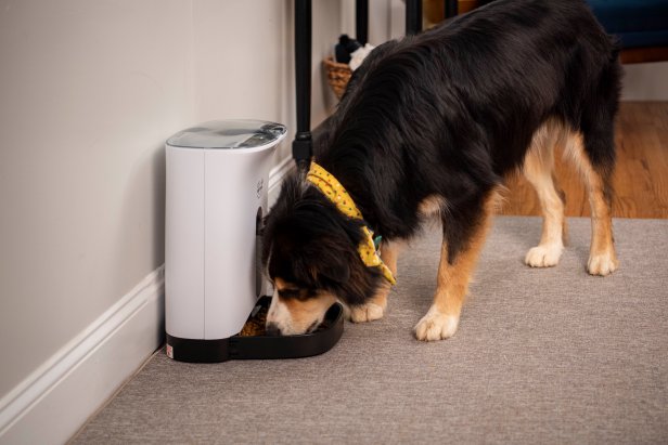 Dog eating food from pet feeder bowl