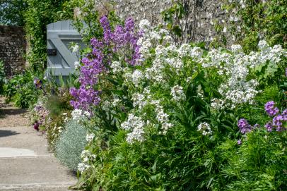 Add Height To Your Garden With These Towering Perennials Hgtv