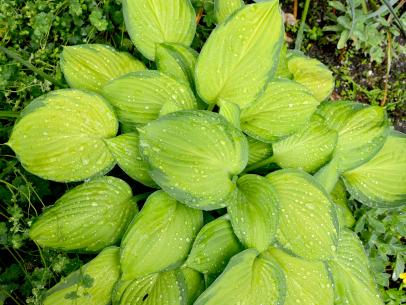 Hostas That Grow Well In The Sun Hgtv