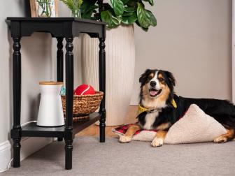 Dog laying down inside next to plant and table