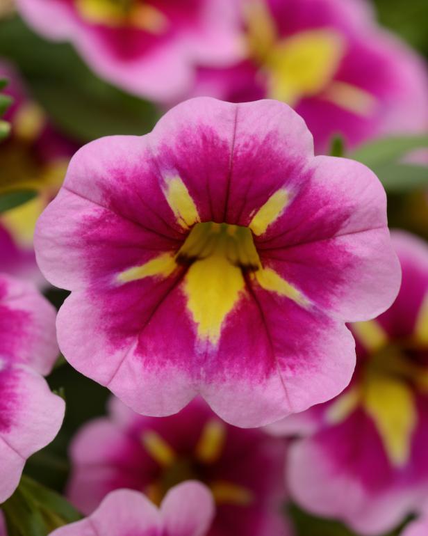 Calibrachoa 'Can-Can' Bumble Bee Pink