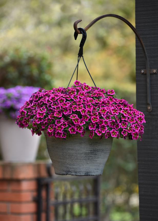 Calibrachoa Cabaret 'Good Night Kiss'