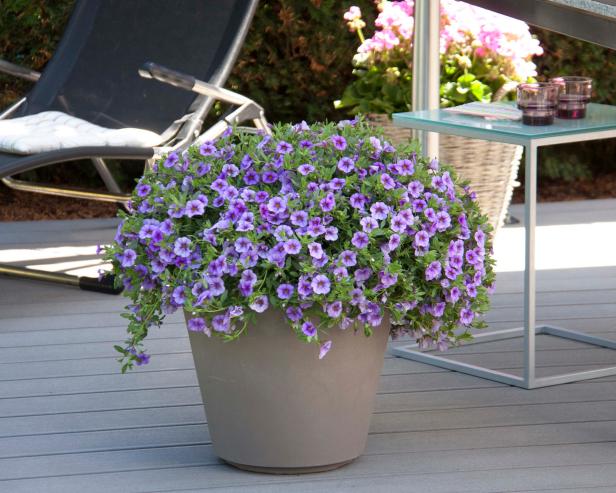 Image of Calibrachoa (million bells) purple annuals