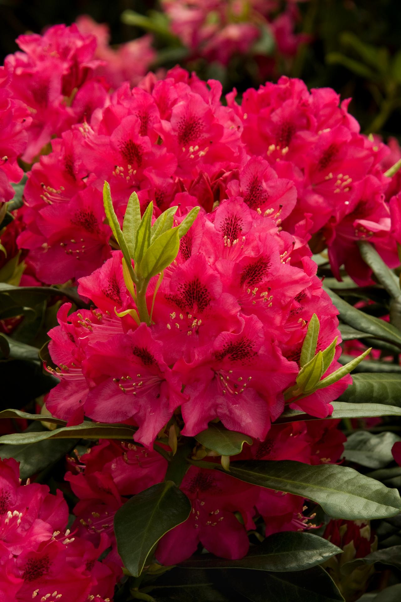 Rhododendron How to Plant, Grow and Care for Rhododendron   HGTV