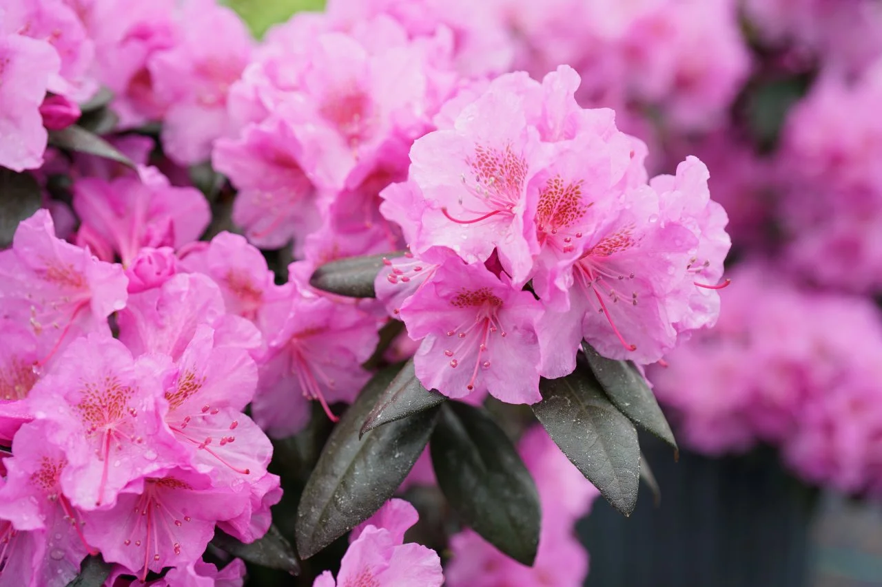 Ten Top Rhododendrons to Grow in Your Yard | HGTV