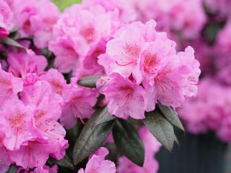 Rhododendron 'Black Hat'