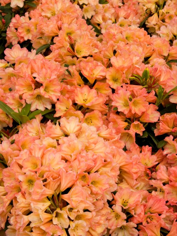 Ten Top Rhododendrons to Grow in Your Yard HGTV