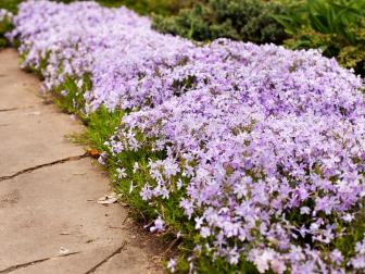 Perennial ground cover purple creeping phlox, phlox subulata or moss phlox in shown in an alpine flowerbed.