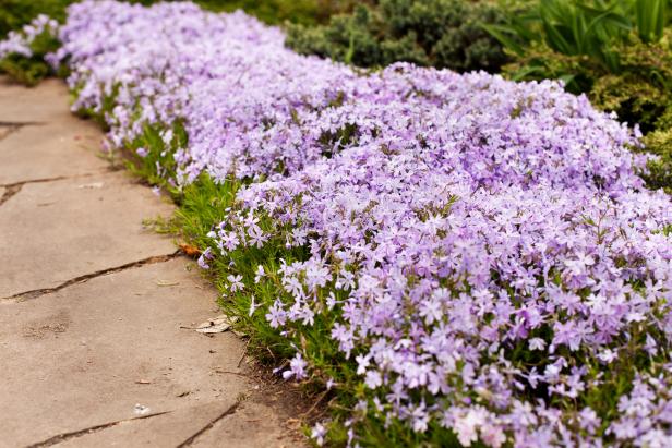 Perennial ground cover purple creeping phlox, phlox subulata or moss phlox in shown in an alpine flowerbed.