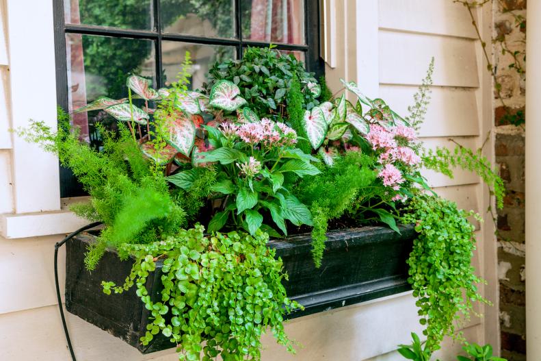 Creeping Jenny, ferns and caladium continue the subtle pink and black theme of this garden where wooden window boxes, gates and fences are painted in a glossy amber paint.