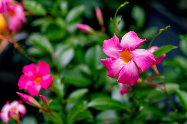 Mandevilla are pretty patio plants that work well in tropical gardens.