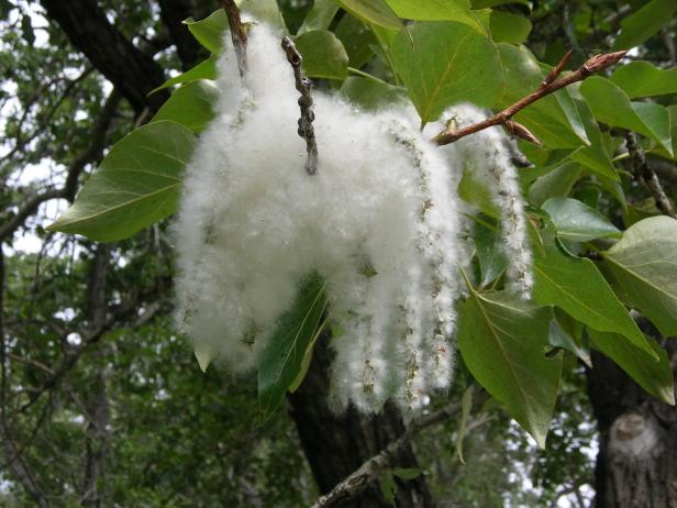 Cottonwood Tree