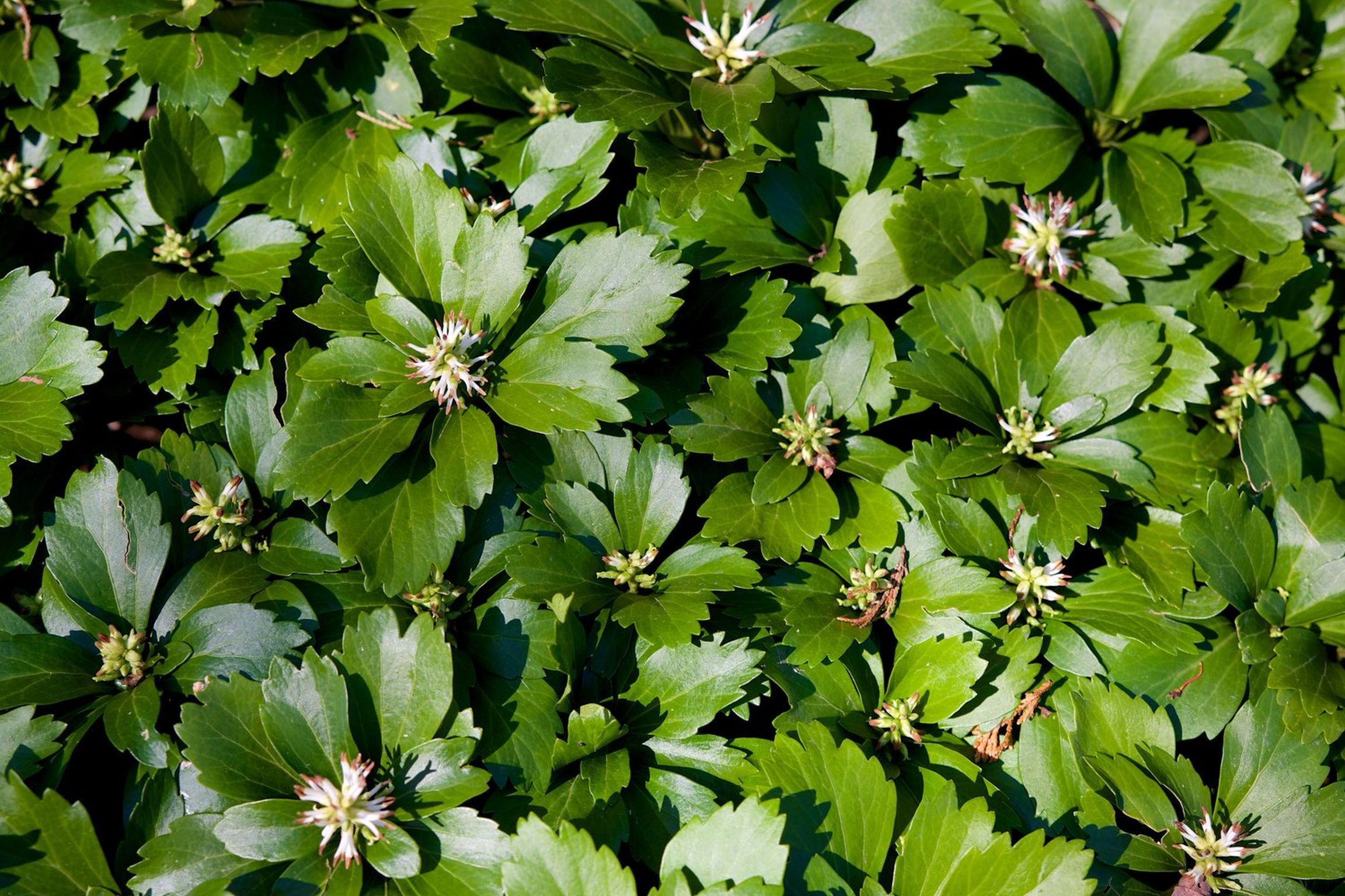 100 Pachysandra Ground Cover Bare Root Plants 