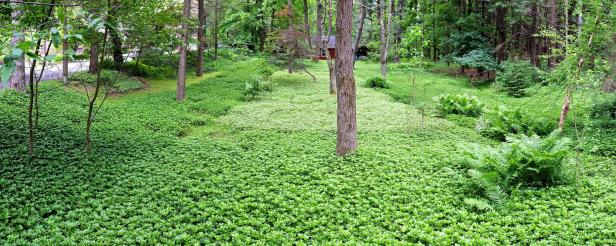 How To Grow Pachysandra, Japanese Ground Cover