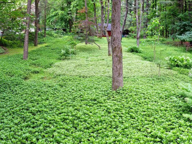 How to Grow Pachysandra | HGTV