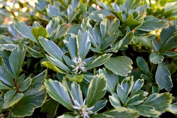 Variegated Evergreen Groundcover