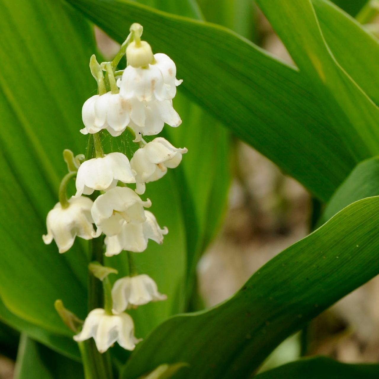 Lily of the Valley - Double White