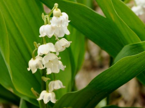 How to Grow Lily of the Valley