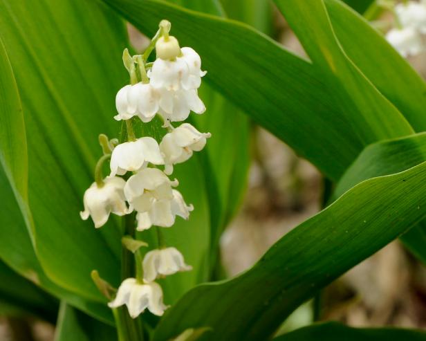 Image of Lilies of the valley summer flowering shade perennial