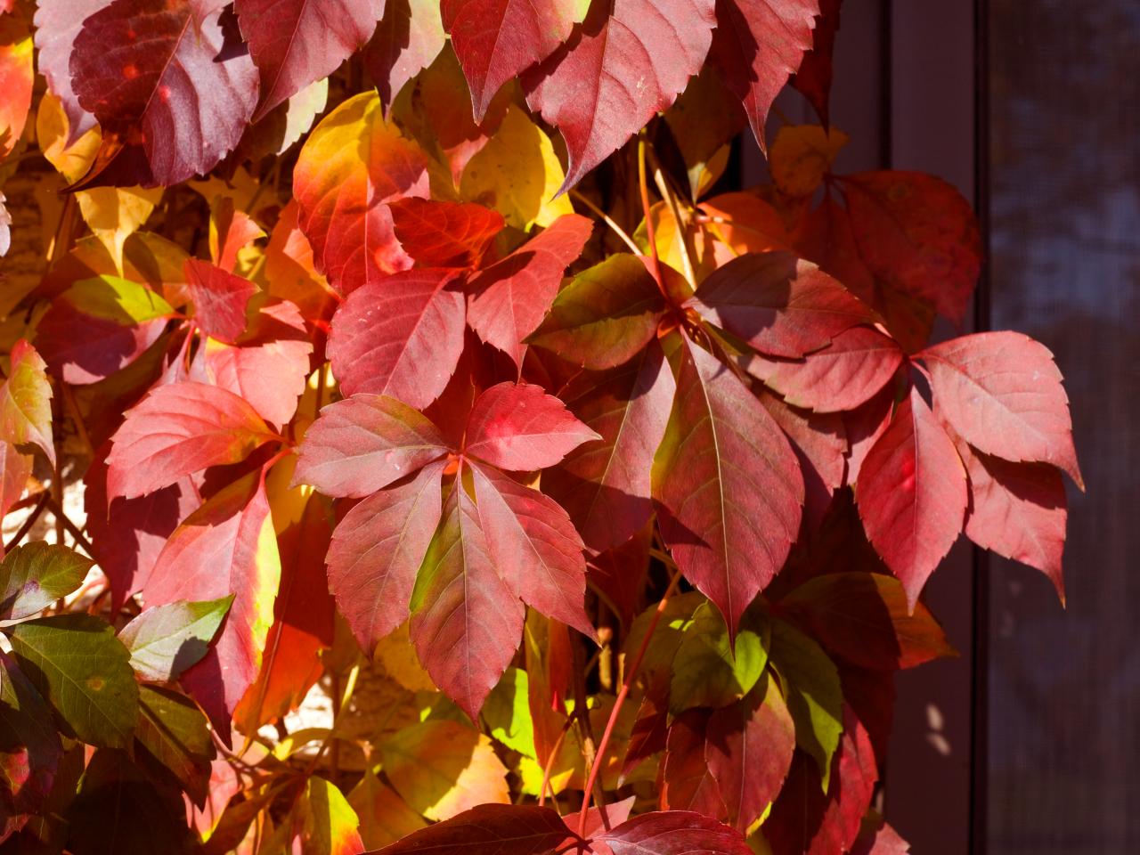 What is Virginia Creeper and How Do I Control It?