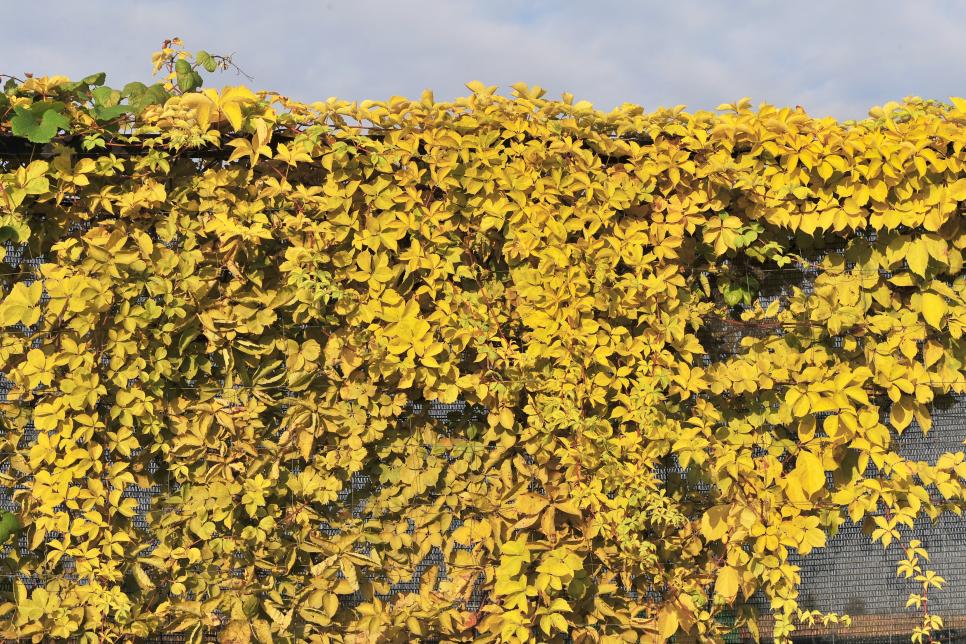 ‘Yellow Wall’ Virginia Creeper HGTV