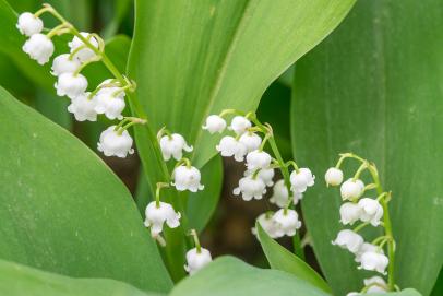 Plant Now: Lily of the Valley – Flaming Petal Blog