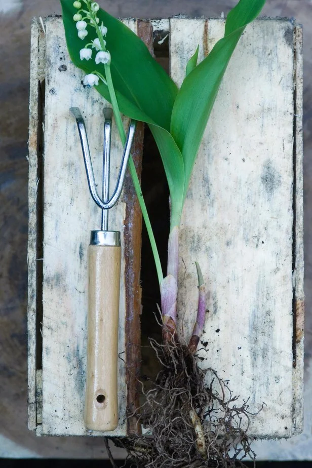 Perennial Shoot And Root