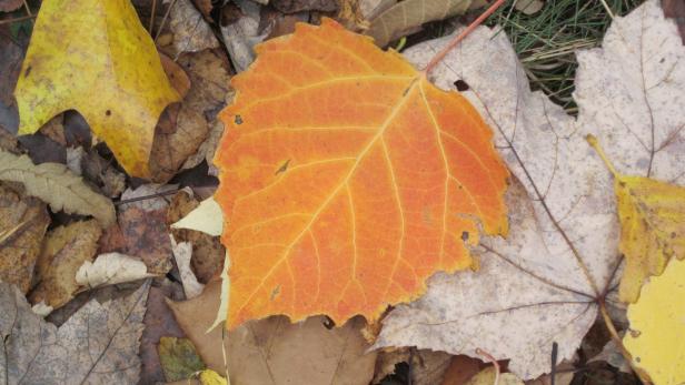 Fall Leaf from Cottonwood Tree