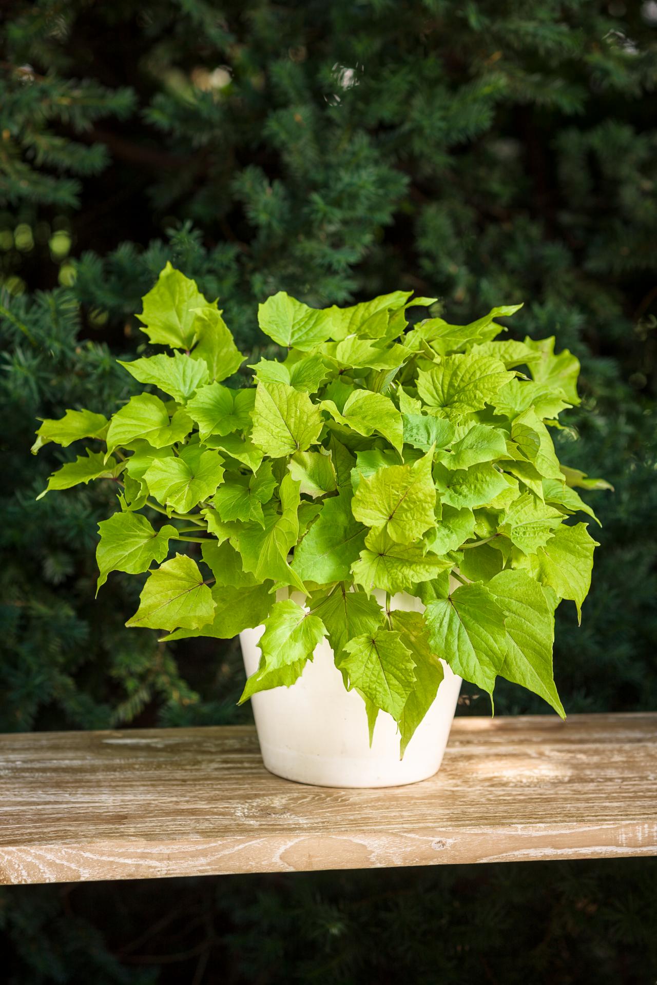 How To Grow Sweet Potatoes In Containers Hgtv