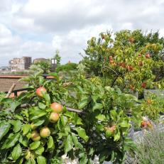 Apples in Rooftop Garden