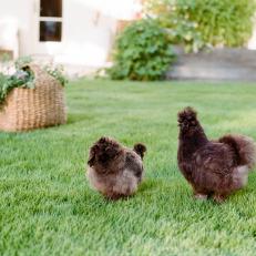Lawn and Brown Chickens