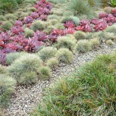 Purple Succulents and Grasses