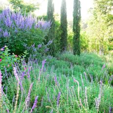 Lush Landscaping With Lavender