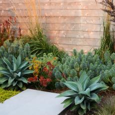 Fence With Succulents and Perennials