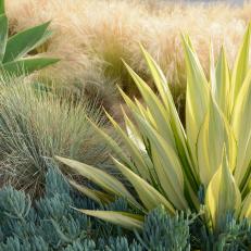 Gold Grasses and Blue Succulents
