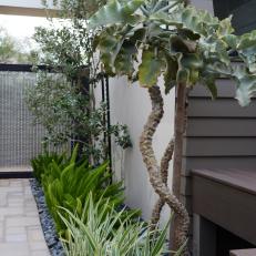 Courtyard With Succulents