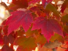Maple Tree With Fall Color