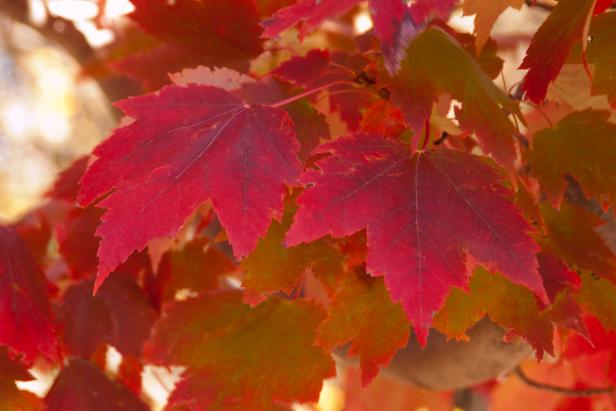 Maple Tree With Fall Color