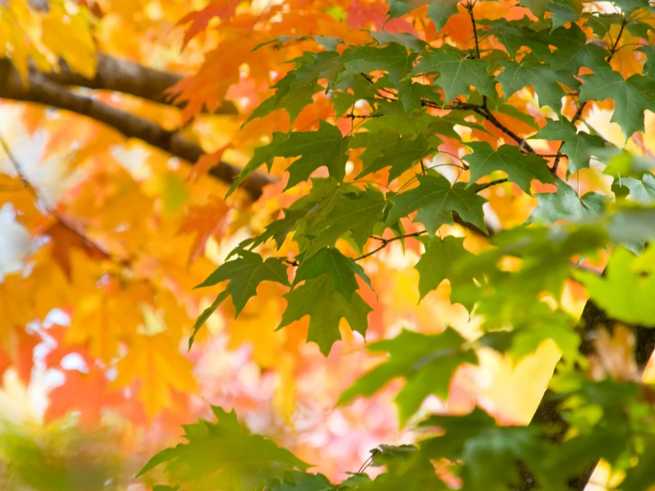 Maple Trees Types Landscaping Trees | Different Types Of Maple Trees