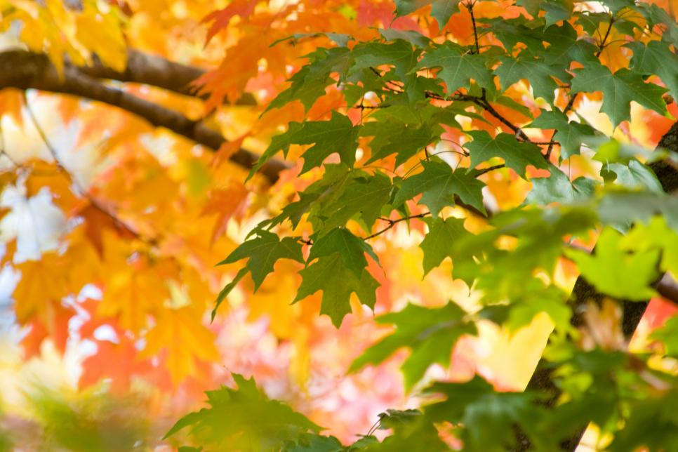 Find Your Favorite Maple Tree