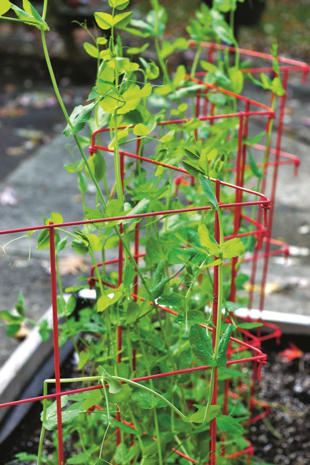 Pea Vines On Trellis