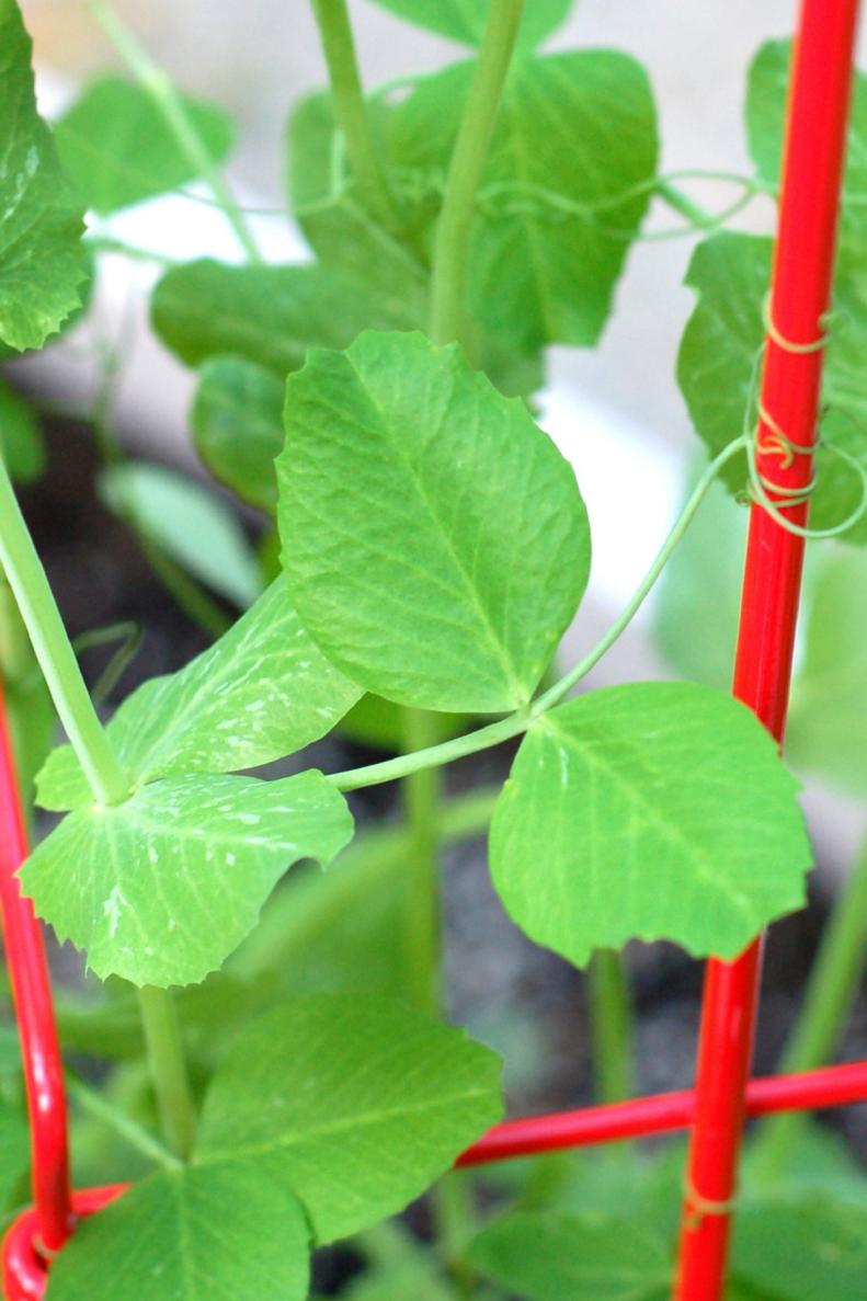 Pea Plant On Trellis