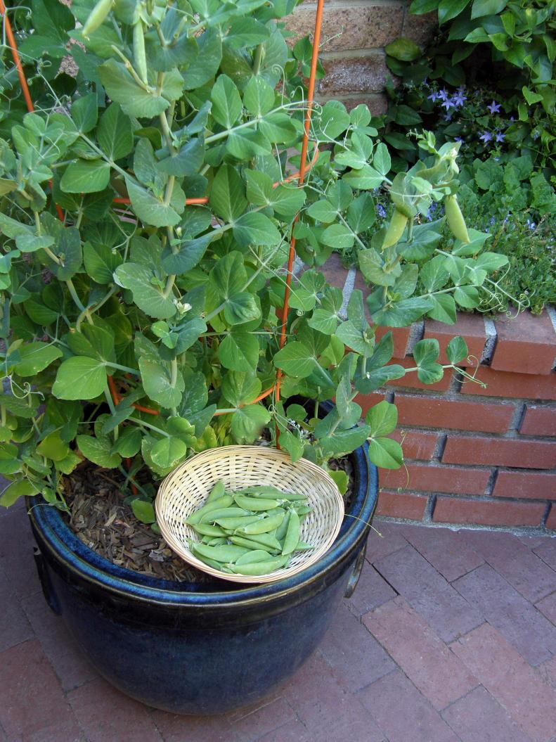 Little Crunch Snap Peas