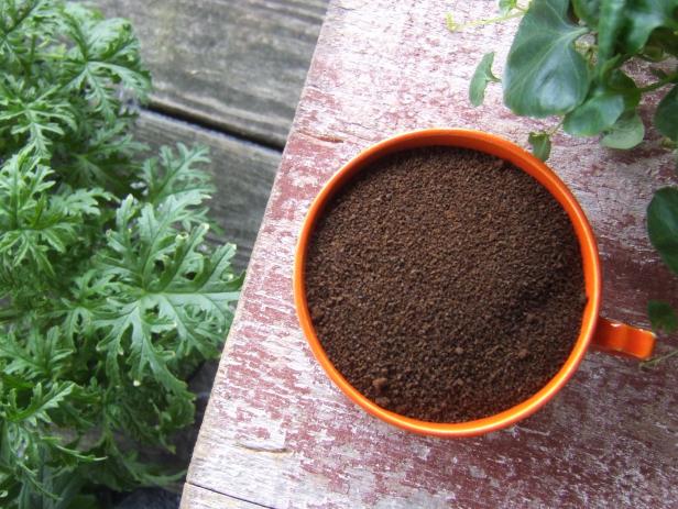 Coffee Grounds With Plants